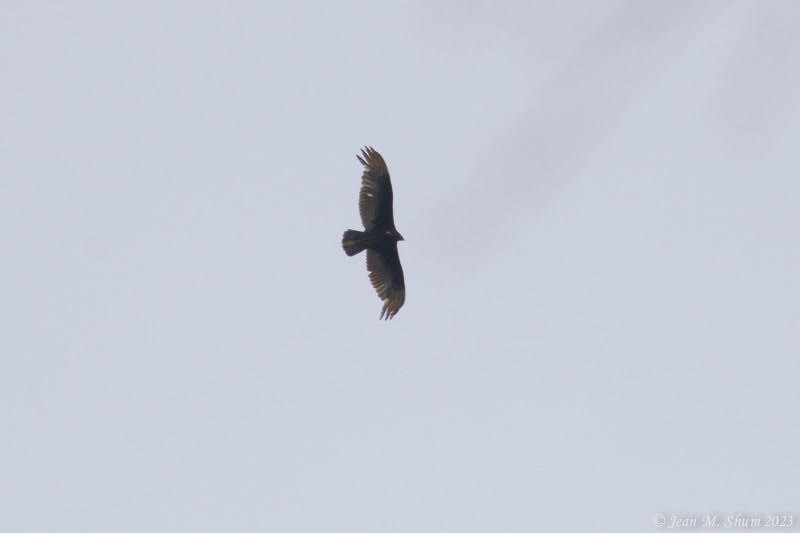 Turkey Vulture - ML571537031