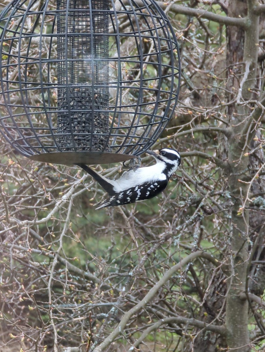 Hairy Woodpecker - ML571537461