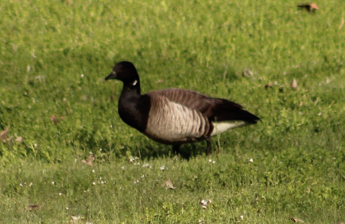 Brant - ML571537811