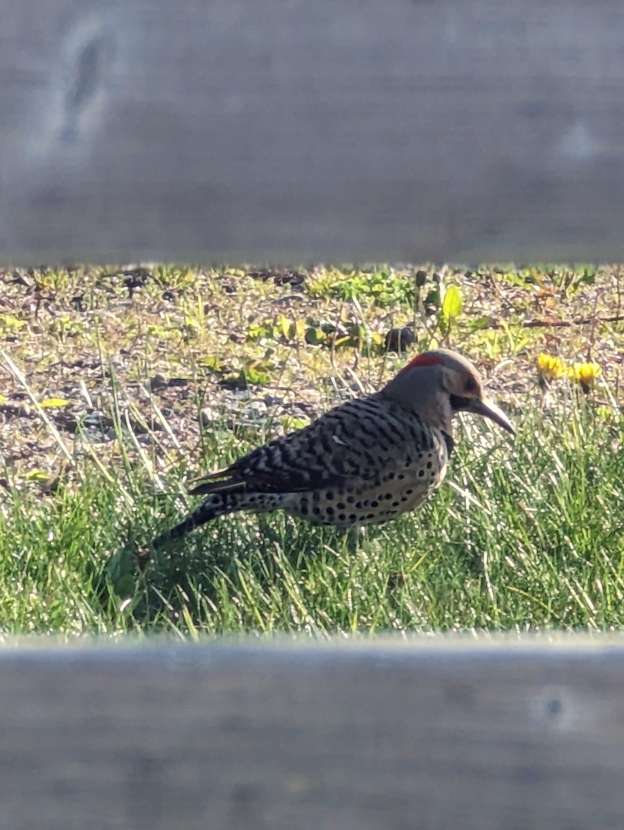 Northern Flicker - ML571538011