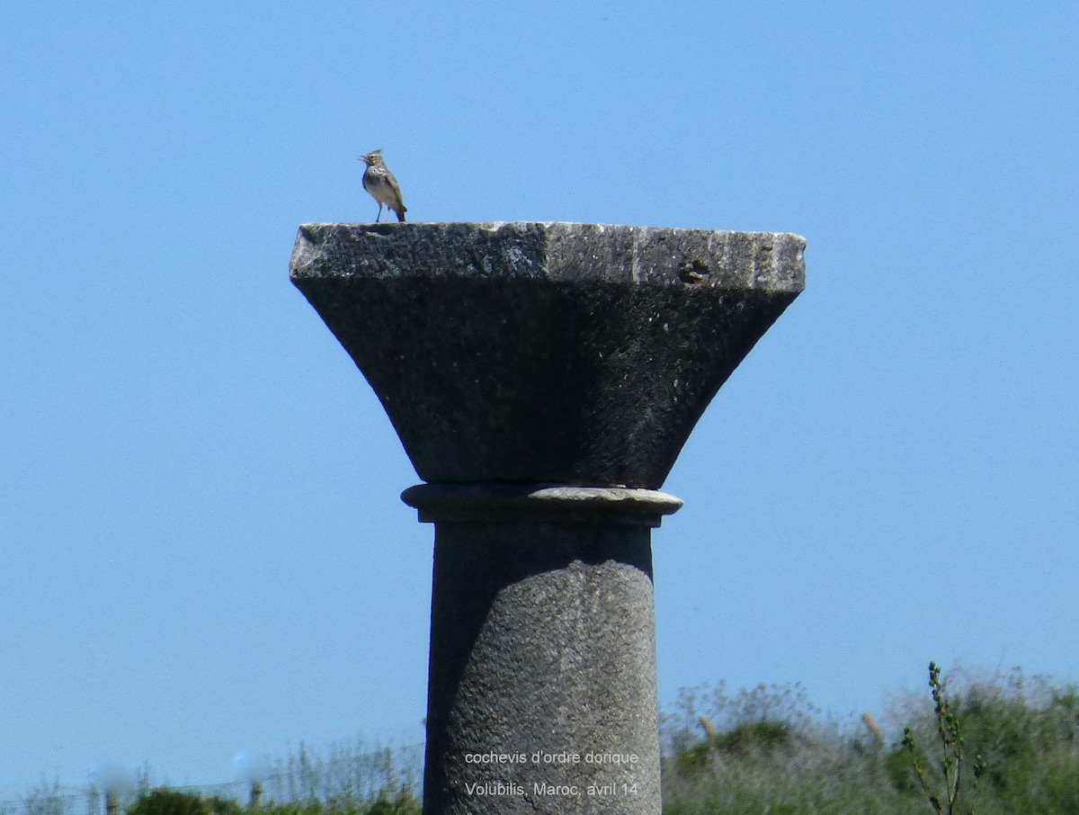 Crested Lark (Crested) - ML57153911