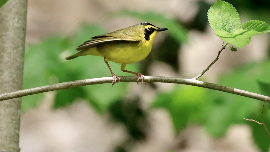 Kentucky Warbler - ML571540031