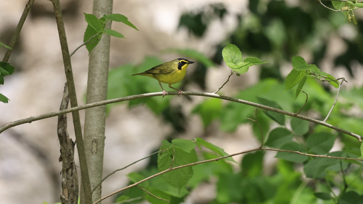 Kentucky Warbler - ML571540041
