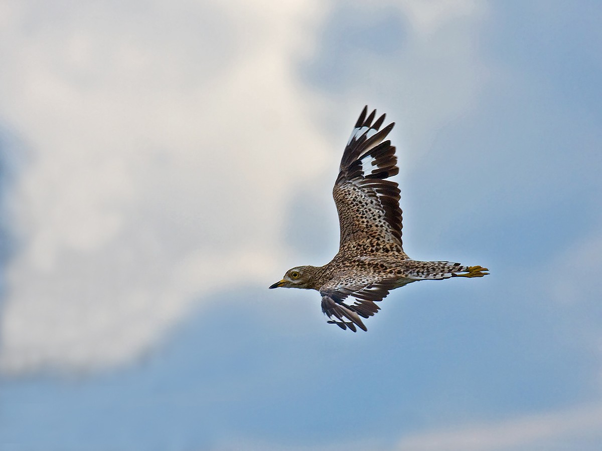 Spotted Thick-knee - ML57154011