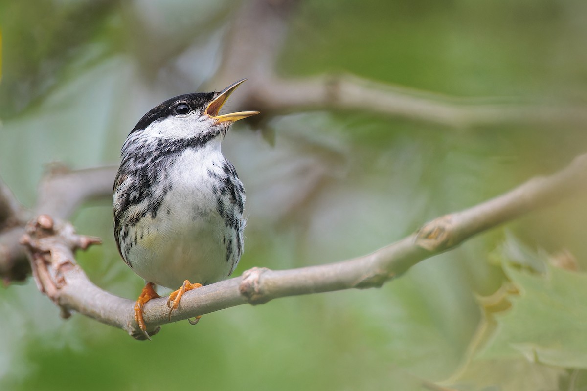 Blackpoll Warbler - Ryan Sanderson