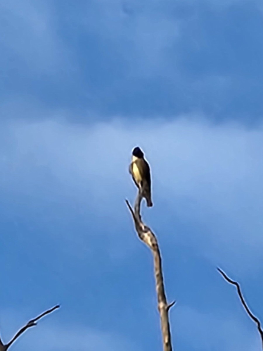 Olive-sided Flycatcher - ML571541231