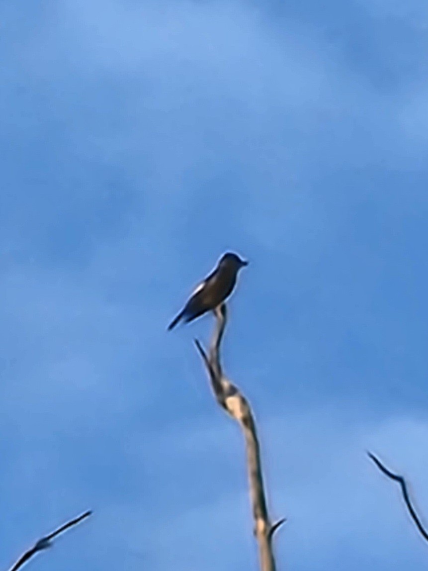 Olive-sided Flycatcher - ML571541551