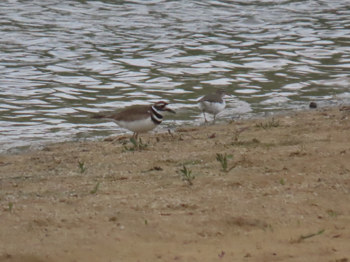 Killdeer - ML571541651