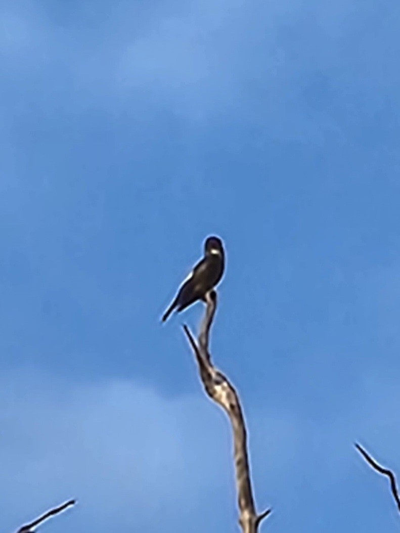 Olive-sided Flycatcher - ML571541781