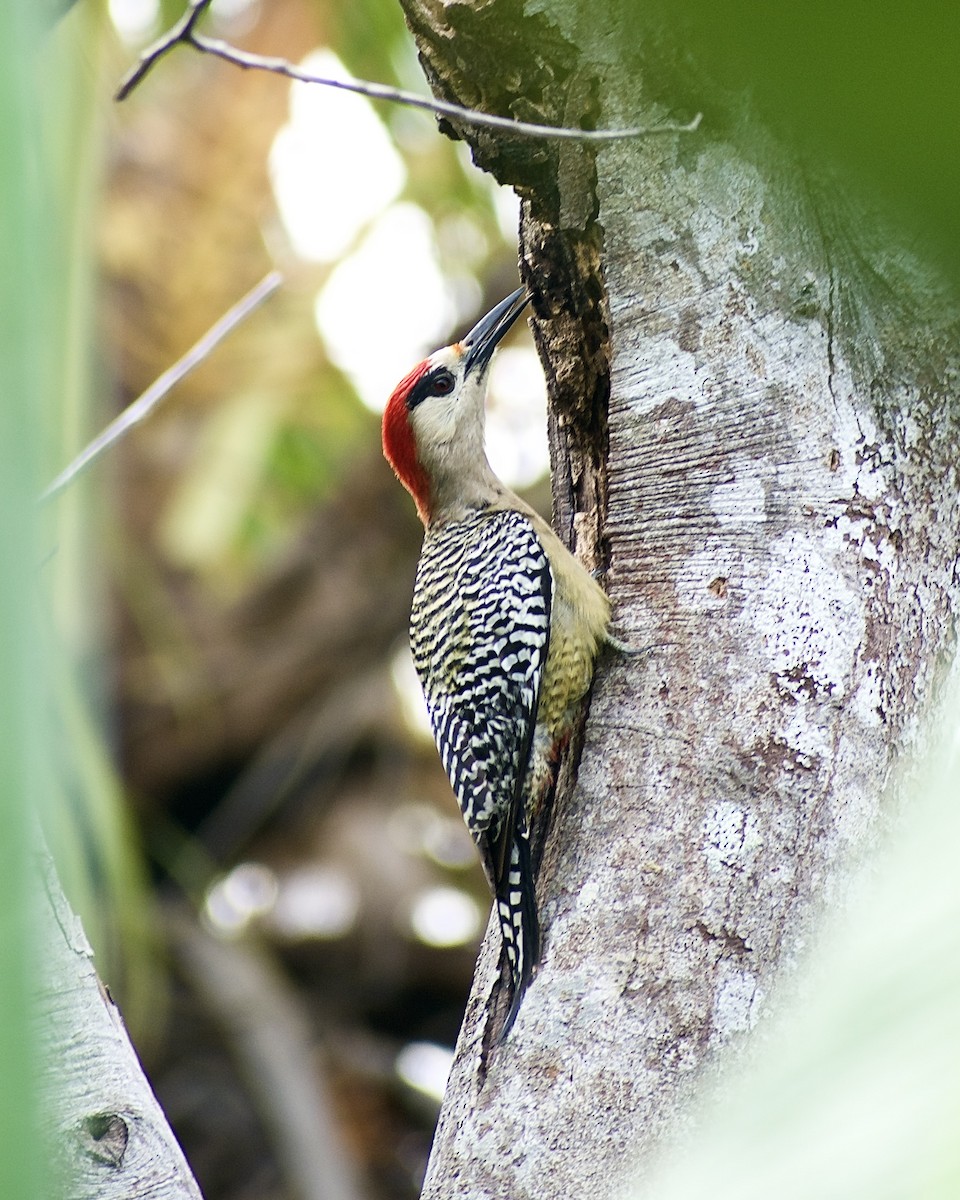 West Indian Woodpecker - ML571542591