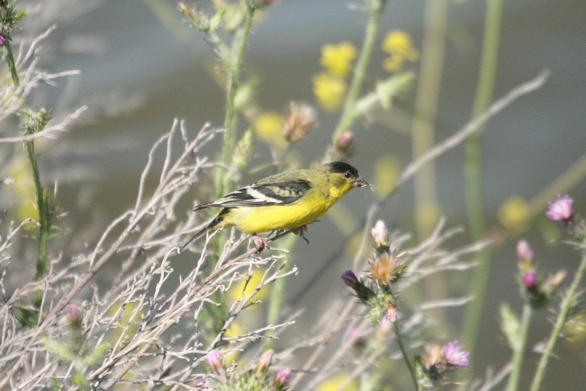 Lesser Goldfinch - ML571542901