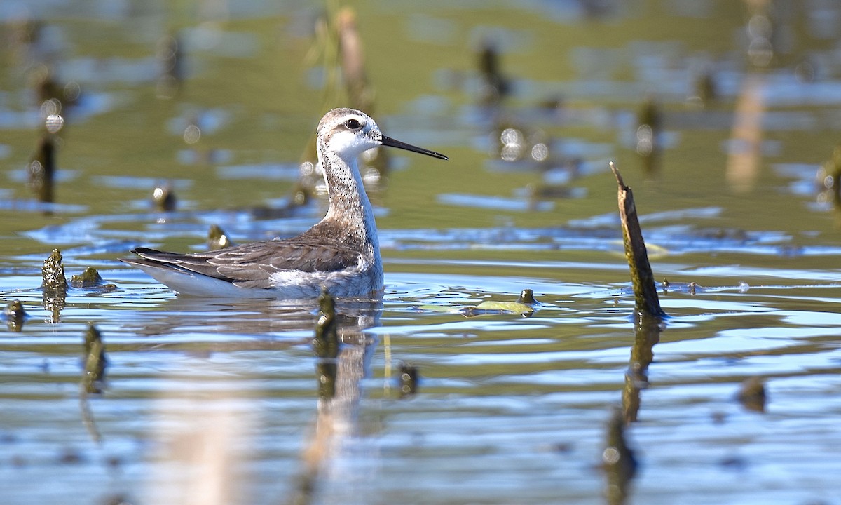 Wilson's Phalarope - Nick  Park