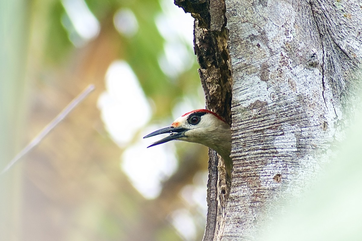 West Indian Woodpecker - ML571543581