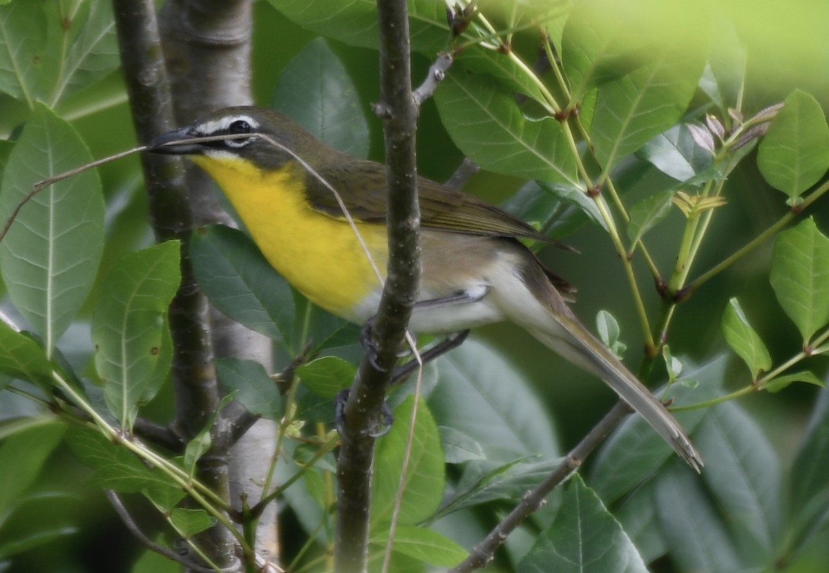 Yellow-breasted Chat - ML571544401