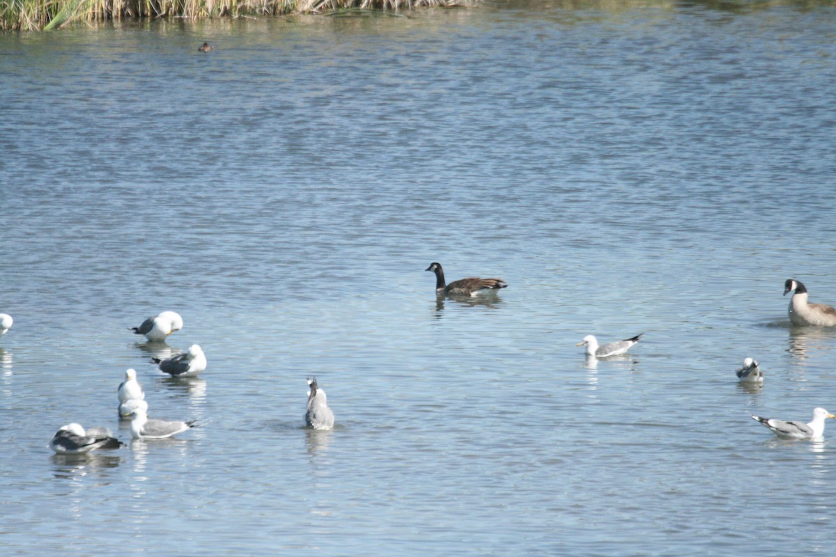 Canada Goose - ML571545011