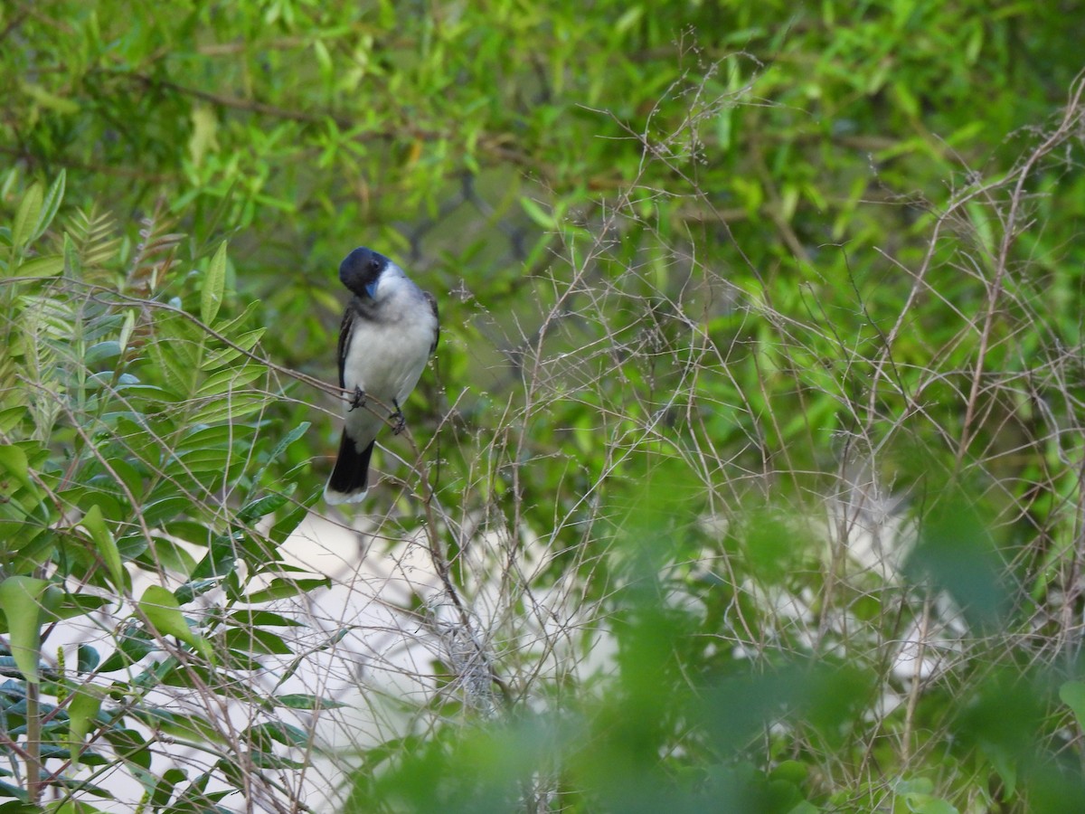 Eastern Kingbird - ML571545141