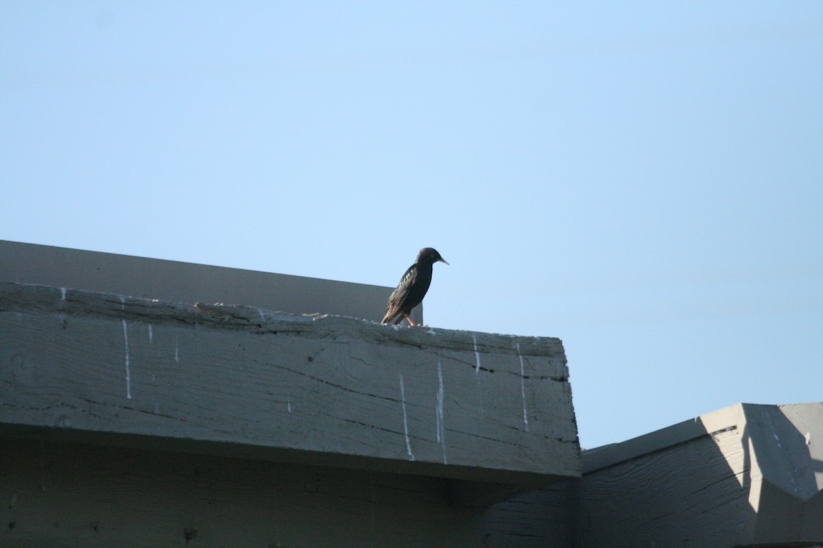 European Starling - ML571547251