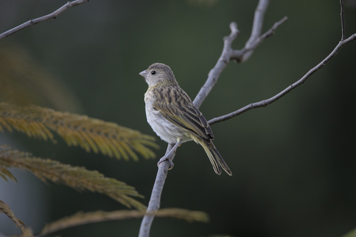 Saffron Finch - ML571547271
