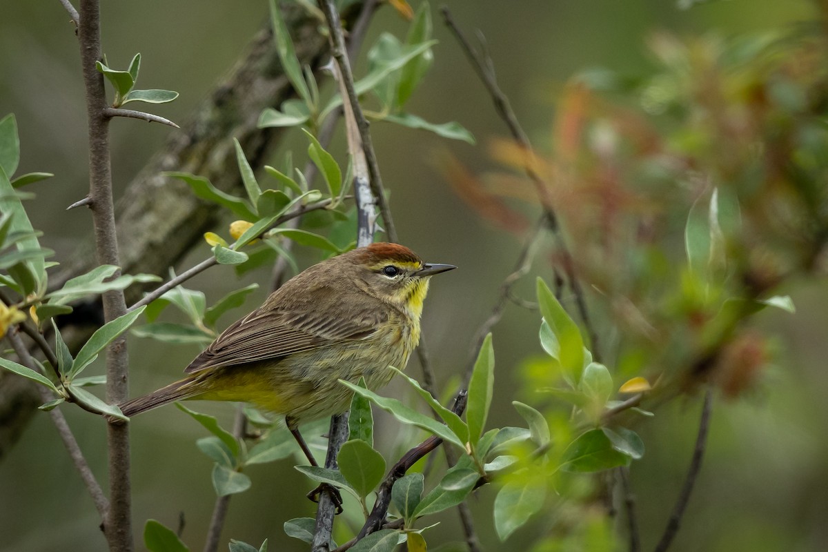 Palm Warbler - ML571547431