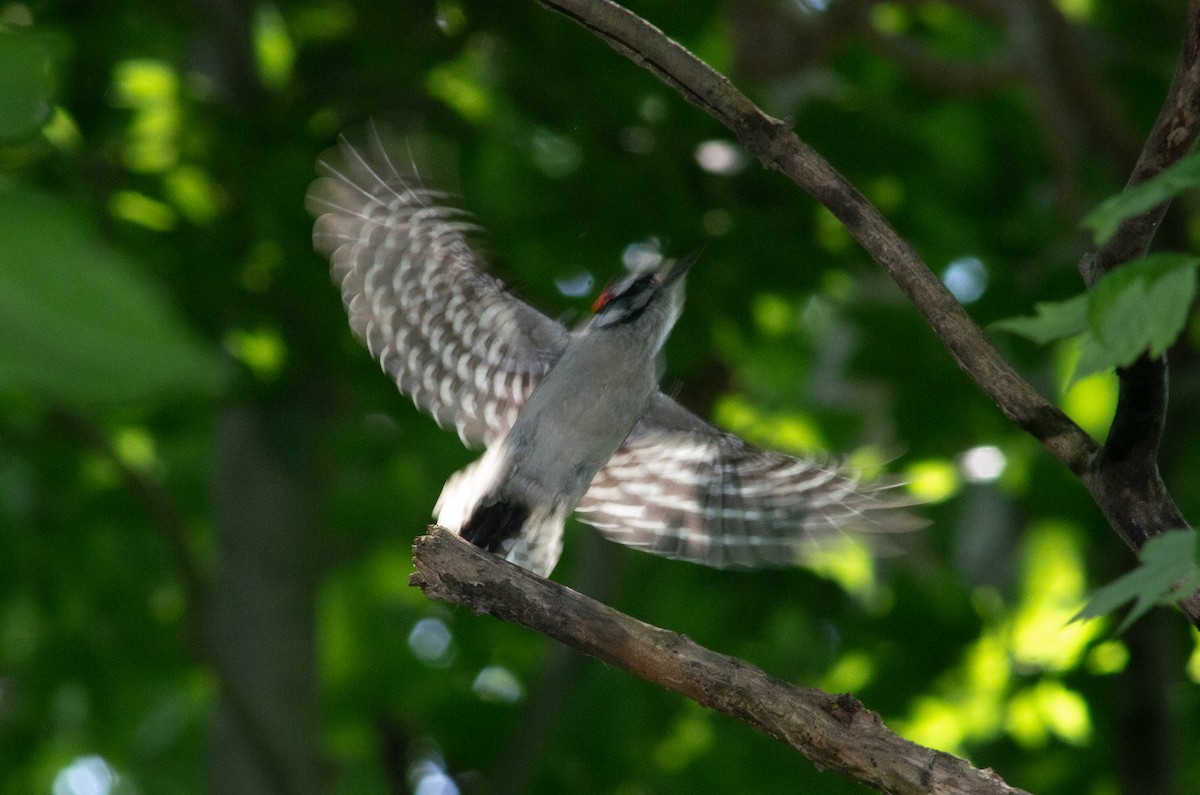 Downy Woodpecker - ML571548571