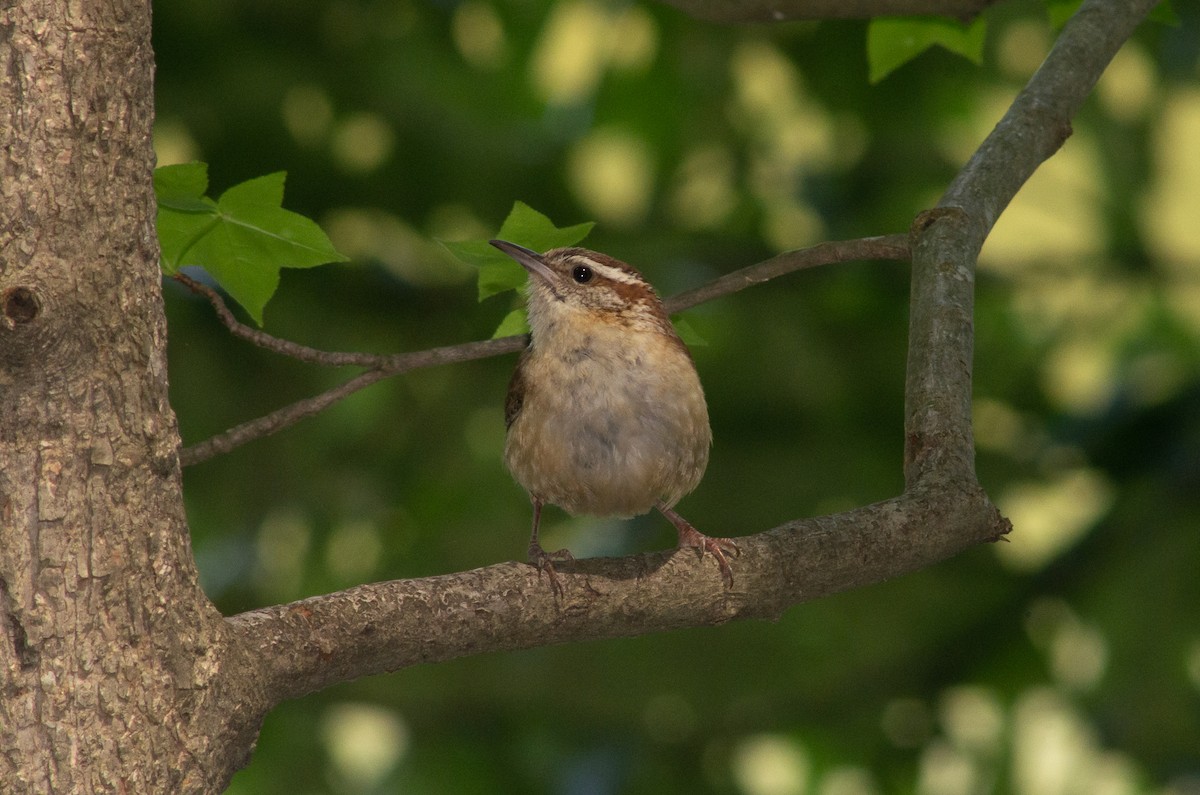 Carolina Wren - ML571548761