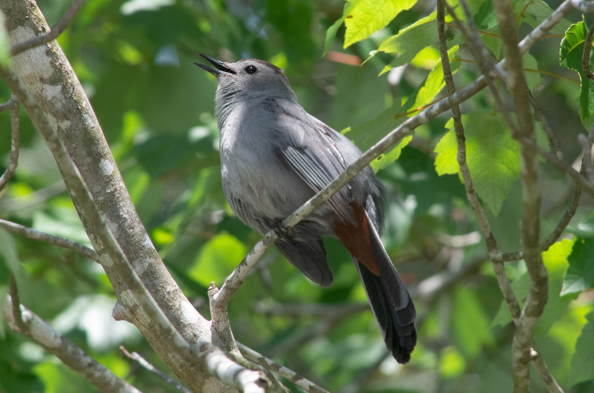 drozdec černohlavý - ML571548881