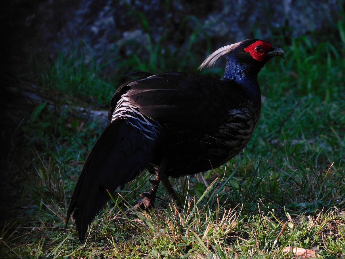 Kalij Pheasant - ML571549091