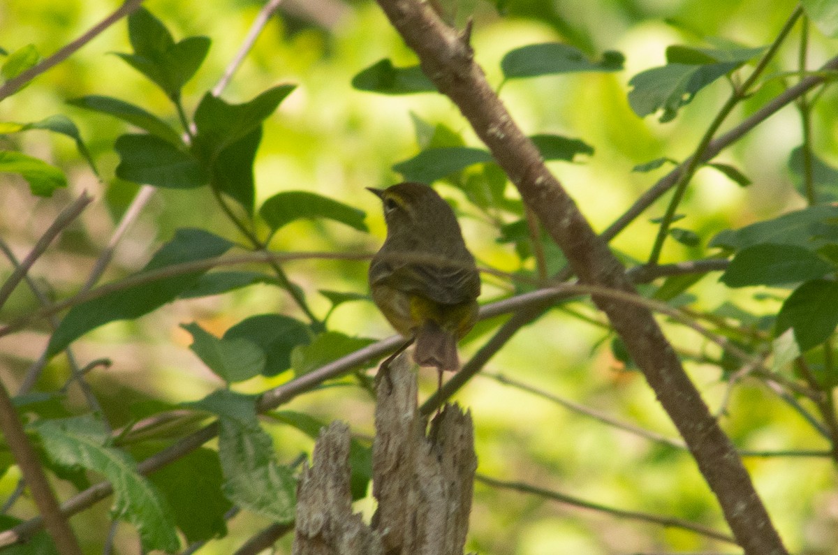 lesňáček bažinný - ML571549161