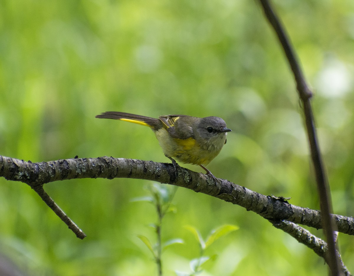 American Redstart - ML571550331