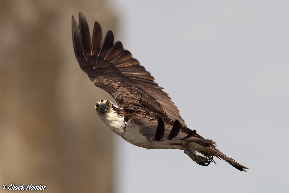 Águila Pescadora - ML571553871