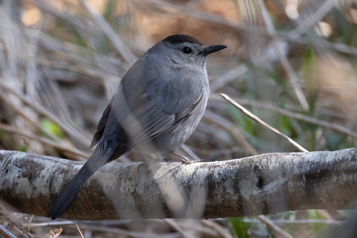 Gray Catbird - ML571553971