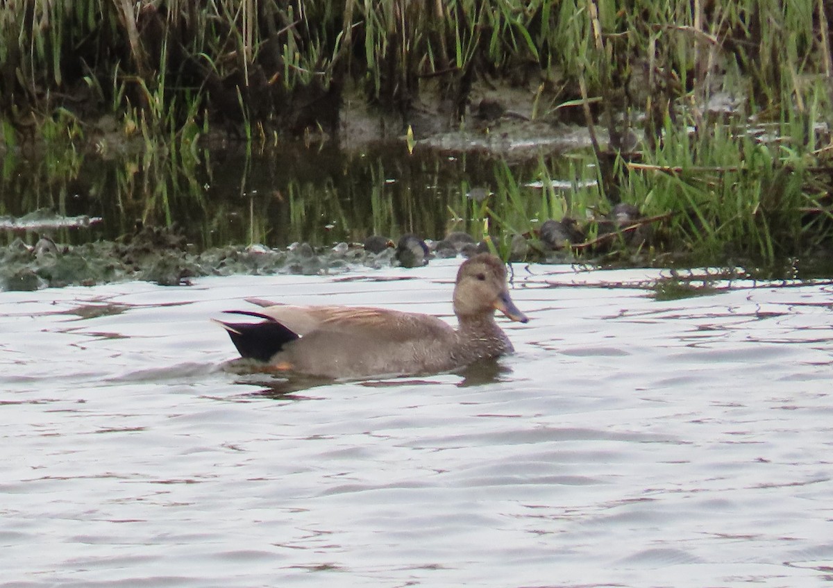 Canard chipeau - ML571554121