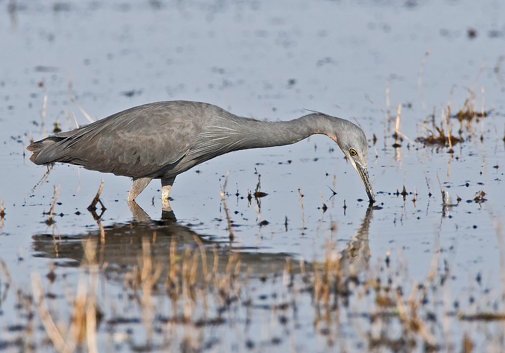 Slaty Egret - ML57155591