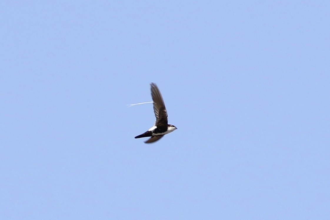 White-throated Swift - Roger Woodruff