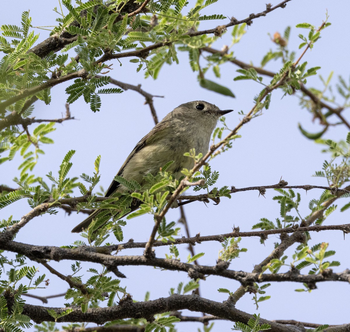Ruby-crowned Kinglet - Jason Lott