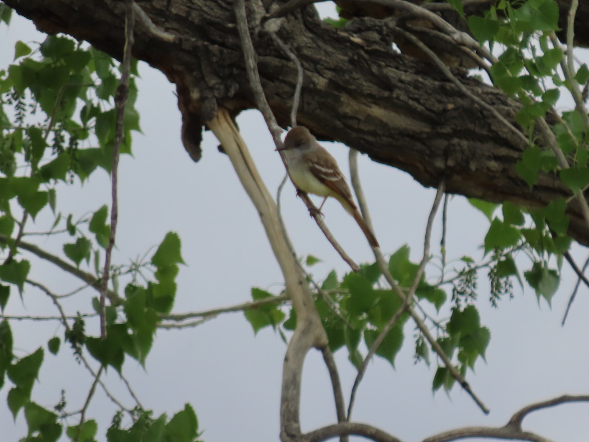 Ash-throated Flycatcher - ML571557581