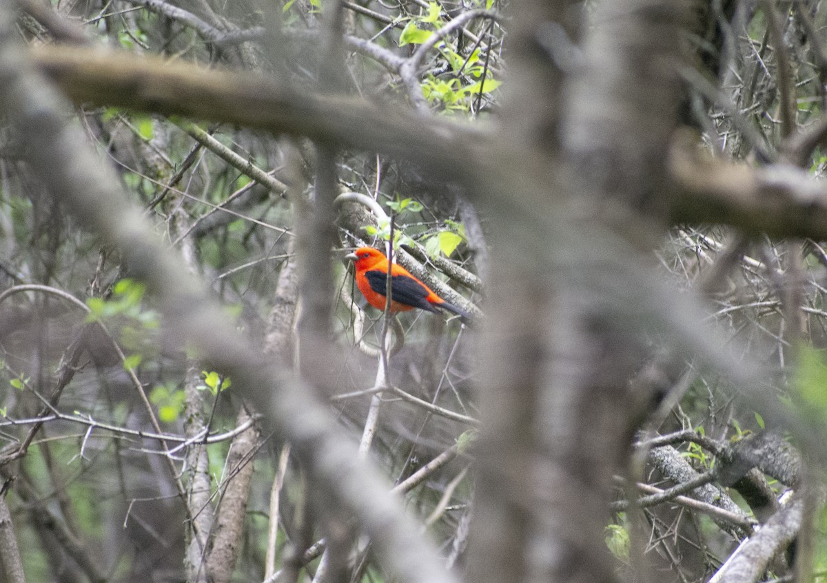 Scarlet Tanager - ML571557951