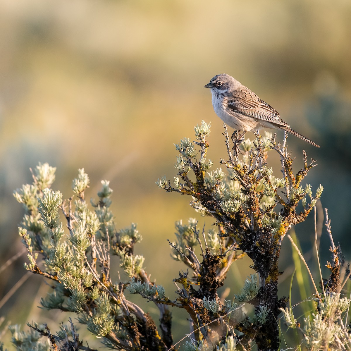 Sagebrush Sparrow - ML571558311