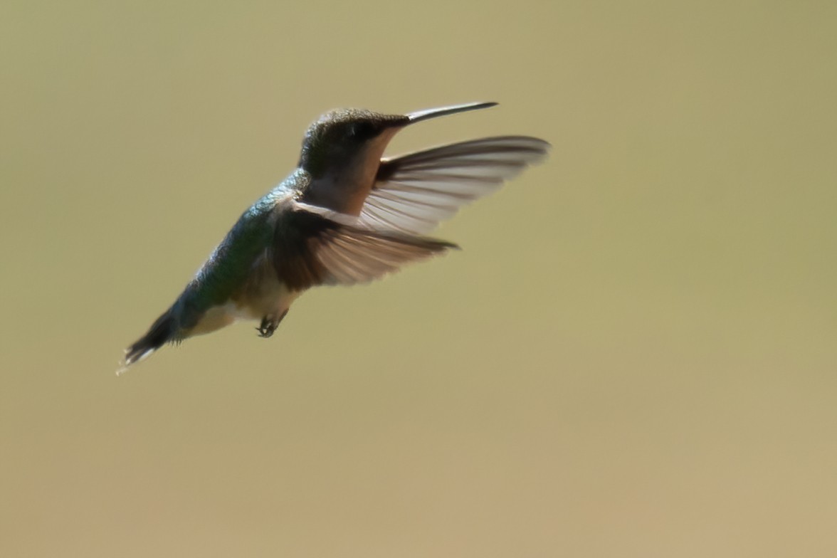 Colibri à gorge rubis - ML571560191