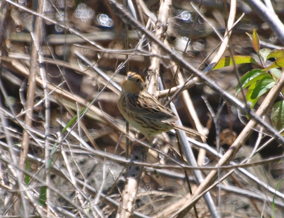 LeConte's Sparrow - ML57156041