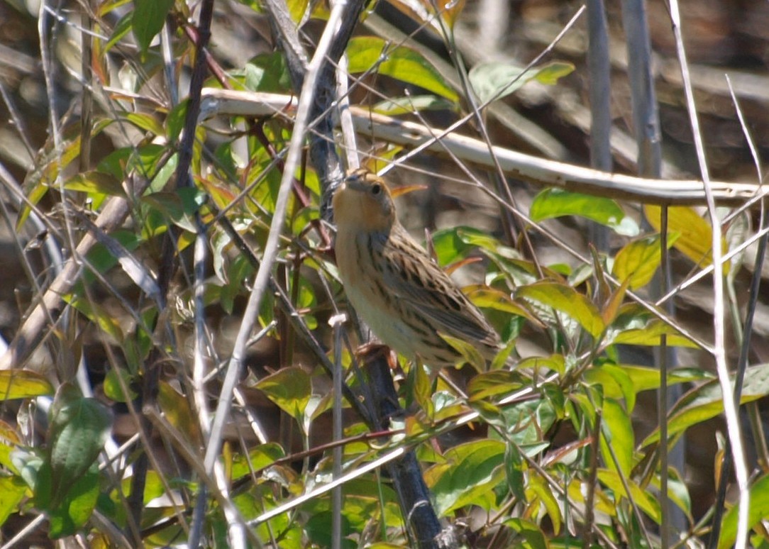 LeConte's Sparrow - ML57156071