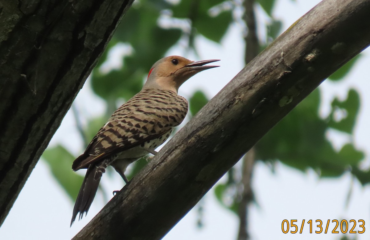 Northern Flicker - Richard Cordner