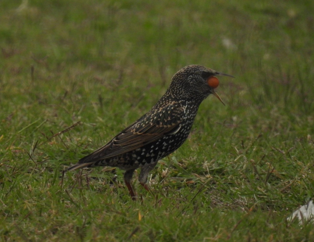 European Starling - ML571561201