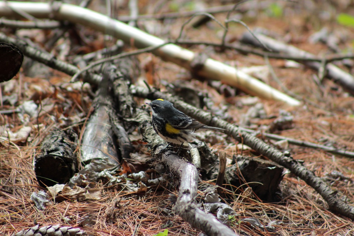 Yellow-rumped Warbler - ML57156271