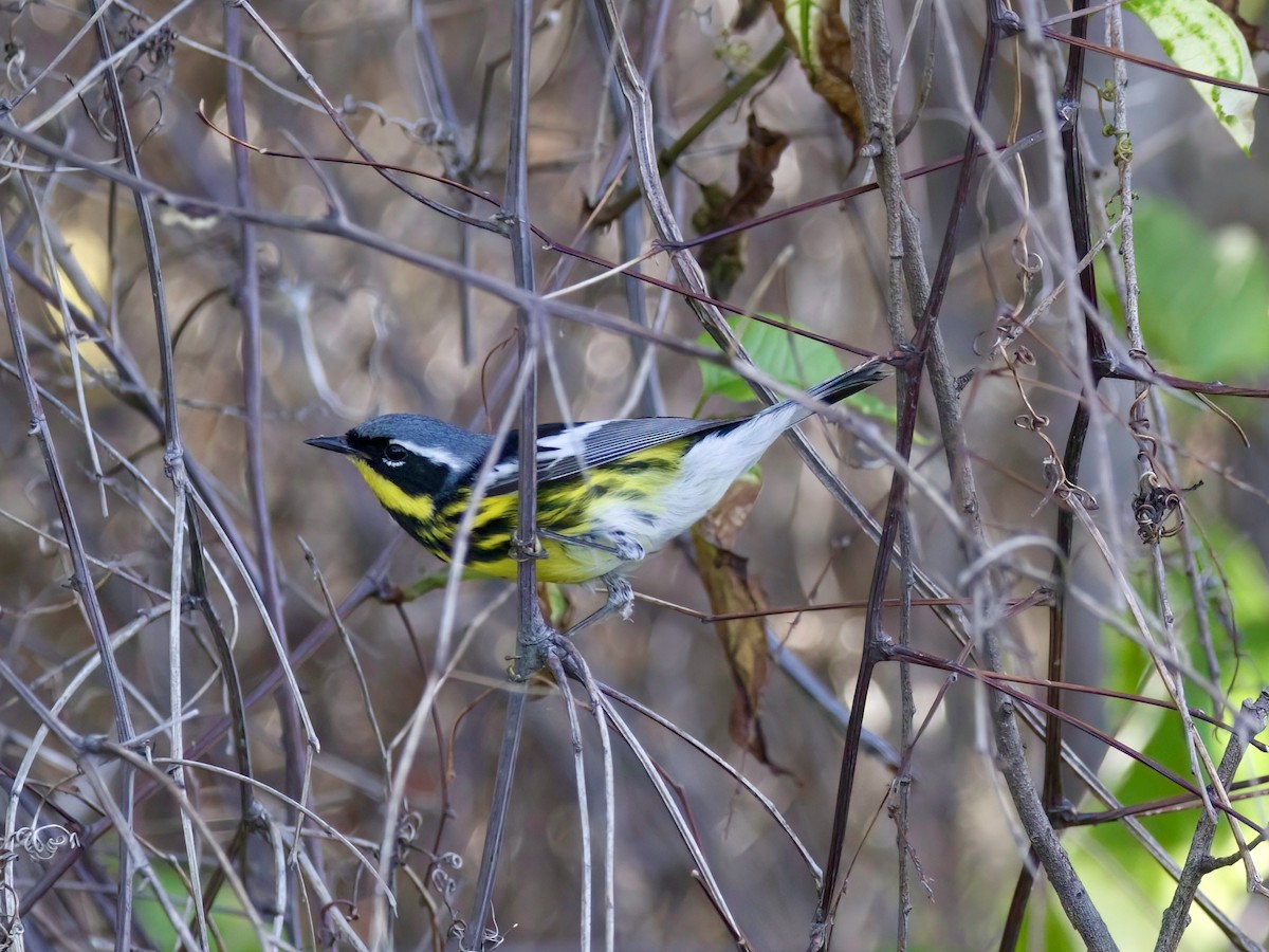 Magnolia Warbler - Kyle Bess