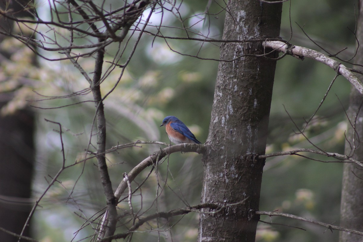 Eastern Bluebird - ML57156301
