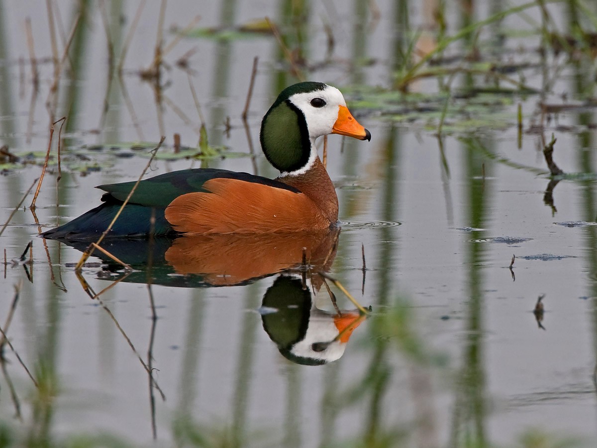 African Pygmy-Goose - ML57156311