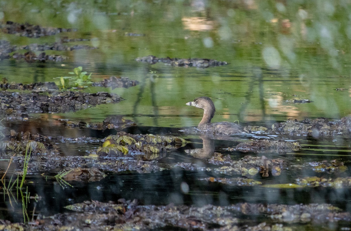 Pied-billed Grebe - ML571563281