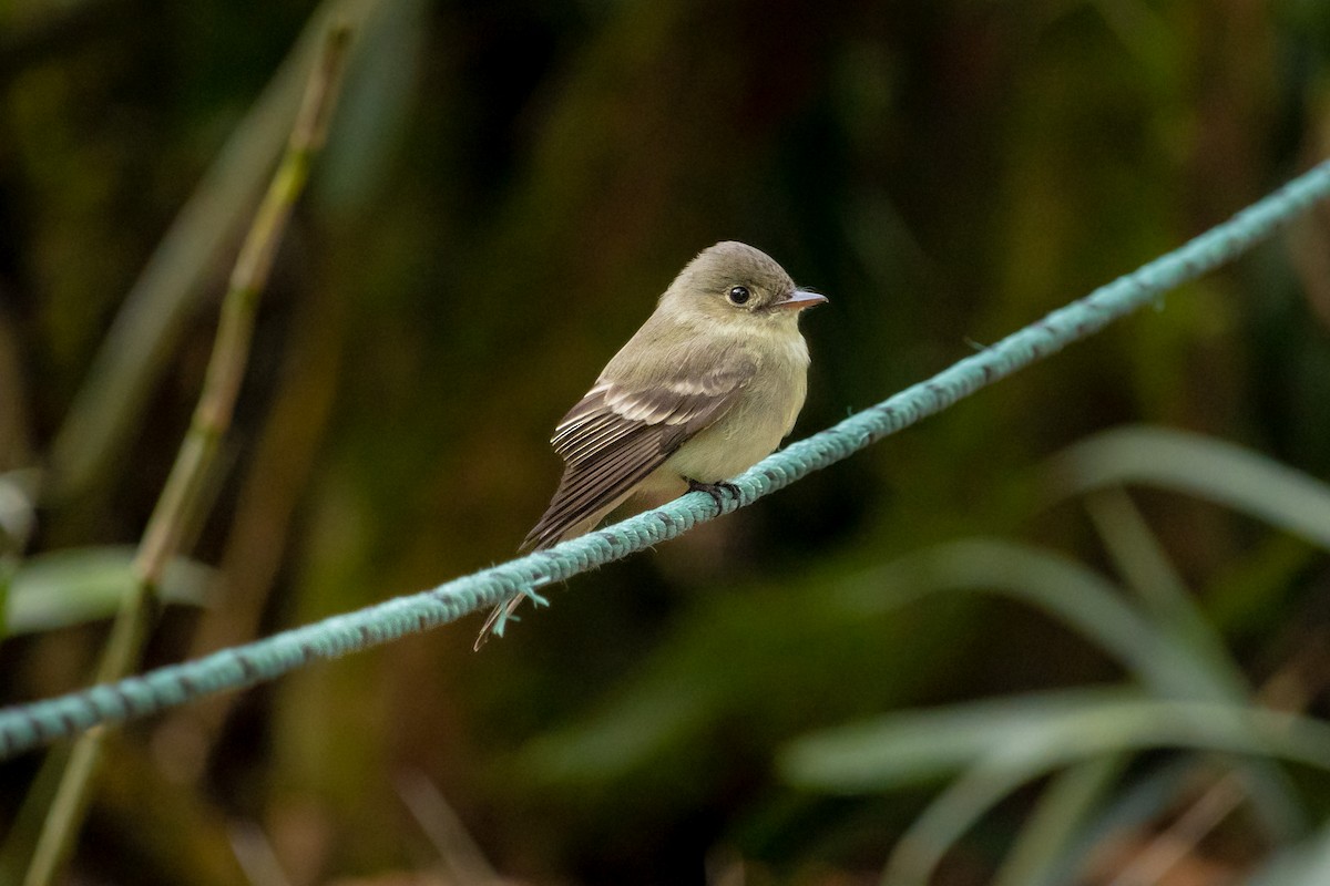 Mosquero sp. (Empidonax sp.) - ML571563891