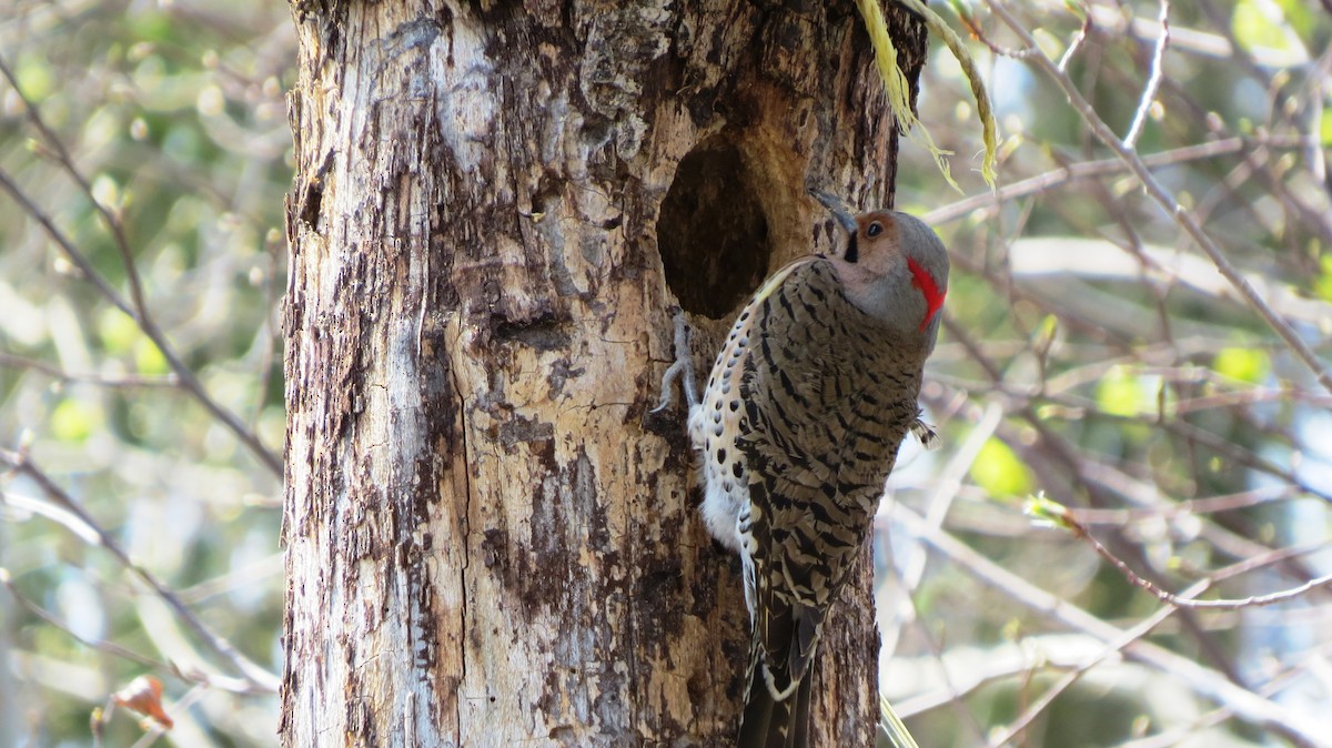 Northern Flicker - ML571564161